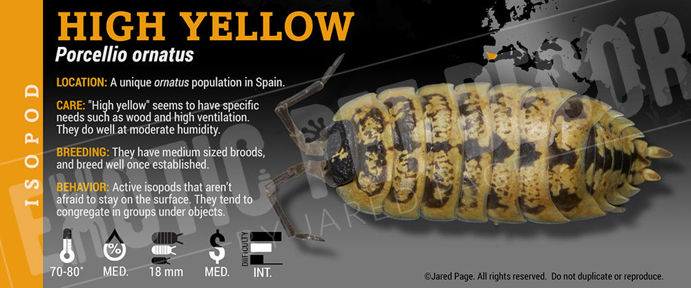 Porcellio ornatus 'High Yellow' isopod label