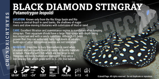 Potamotrygon leopoldi 'Black Diamond Stingray'