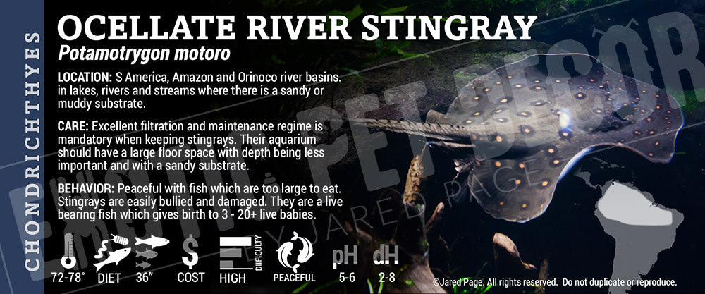 Potamotrygon motoro 'Ocellate River Stingray'
