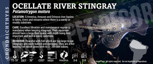 Potamotrygon motoro 'Ocellate River Stingray'