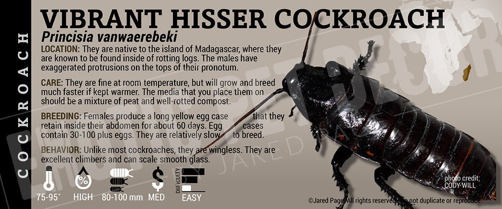 Princisia vanwaerebeki 'Vibrant Hisser' Roach