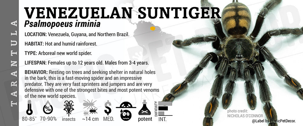 Psalmopoeus irminia 'Venezuelan Suntiger' Tarantula