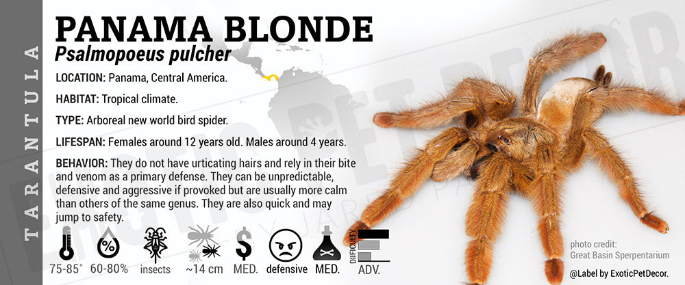 Psalmopoeus pulcher 'Panama Blonde' Tarantula