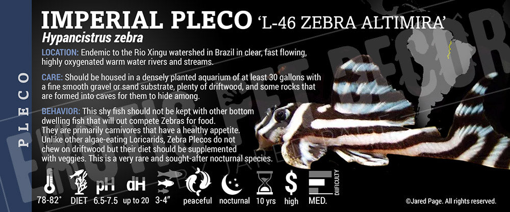Pseudacanthicus pirarara 'L 46 Zebra Altimira Fish'