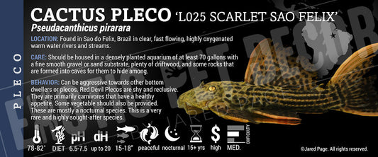 Pseudacanthicus pirarara 'L025 The Scarlet Sao Felix Fish'