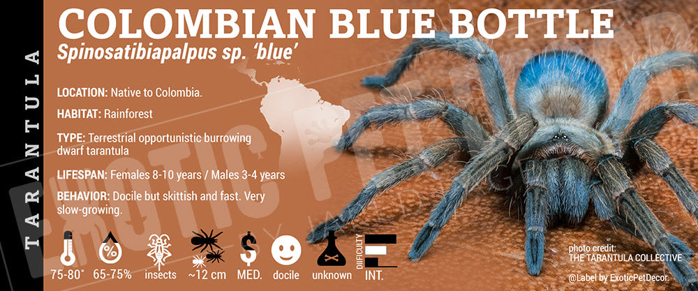 Spinosatibiapalpus sp. 'Colombia Colombian Blue Bottle' Tarantula