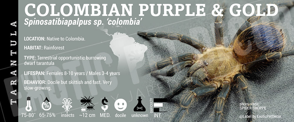 Spinosatibiapalpus sp. 'Colombia Colombian Purple And Gold' Tarantula