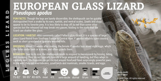 Pseudopus apodus 'European Glass' Lizard