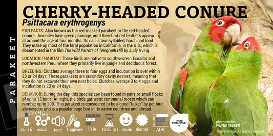 Psittacara erythrogenys 'Cherry Headed Conure'