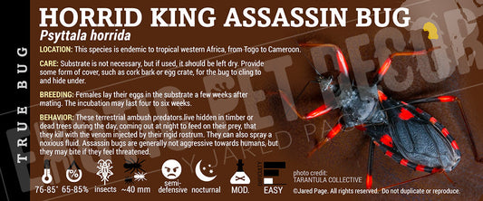 Psyttala horrida 'Horrid King Assassin Bug'