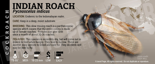 Pycnoscelus indicus 'Indian' Roach