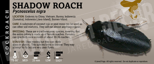 Pycnoscelus nigra 'Shadow' Roach