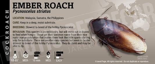 Pycnoscelus striatus 'Ember' Roach