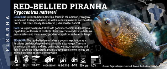 Pygocentrus nattereri 'Red Belly Piranha Fish'