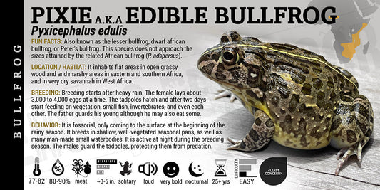 Pyxicephalus edulis 'Pixie Edible Bullfrog'