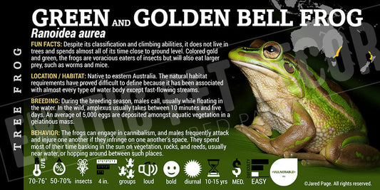 Ranoidea aurea 'Golden Bell Frog'