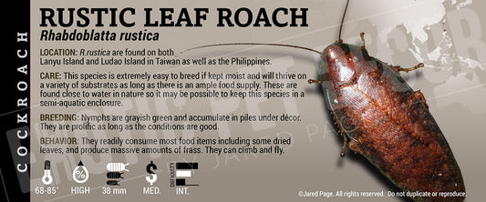Rhabdoblatta rustica 'Rustic Leaf' Roach