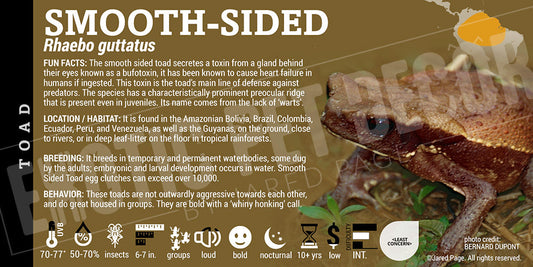 Rhaebo guttatus 'Smooth Spotted Toad'