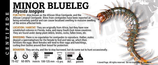 Rhysida longipes 'Minor Blue Leg' Centipede