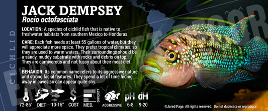 Rocio octofasciata 'Jack Dempsey Fish'