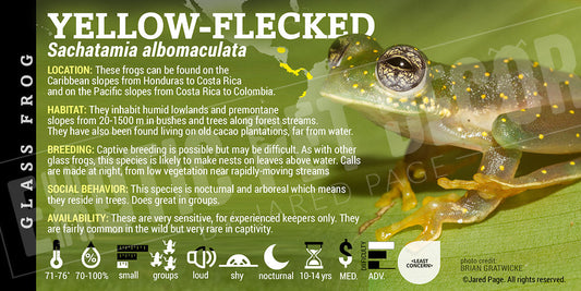 Sachatamia albomaculata 'Yellow Flecked Cascade Glassfrog'