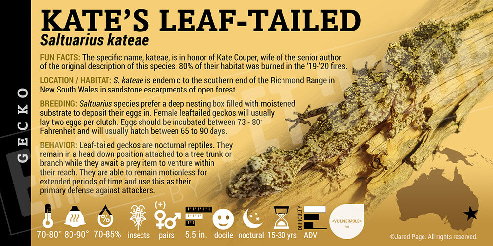 Saltuarius kateae 'Kate's Leaf Tailed' Gecko