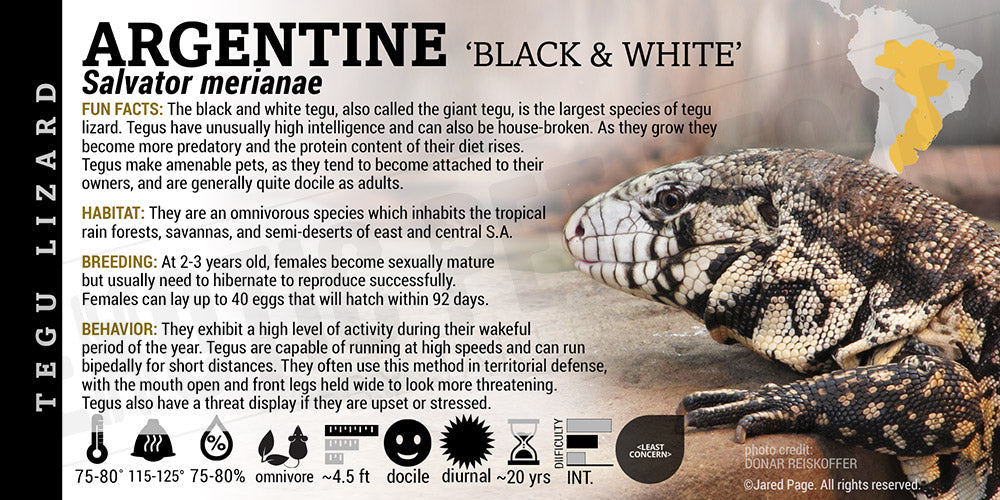Salvator merianae 'Argentine' Tegu