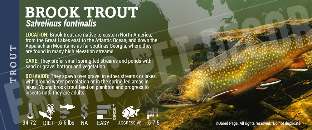 Salvelinus fontinalis 'Brook Trout'