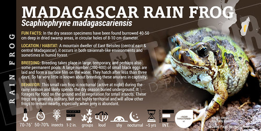 Scaphiophryne madagascariensis 'Madagascar Rain Frog'