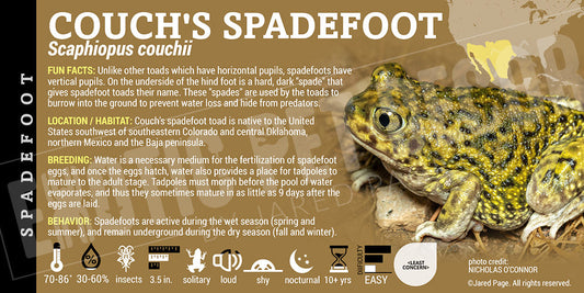 Scaphiopus couchii 'Couch's Spadefoot Toad'