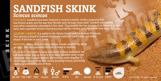 Scincus scincus 'Sandfish' Skink