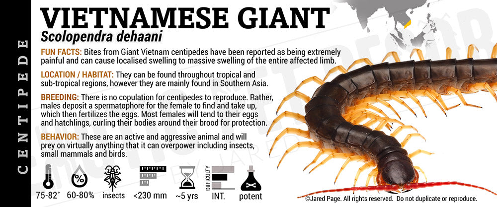 Scolopendra dehaani 'Vietnam' Centipede