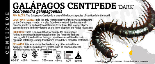 Scolopendra galapagoensis 'Galapagos' Centipede