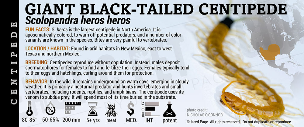 Scolopendra heros heros 'Giant Black-Tailed' Centipede