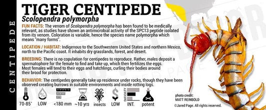 Scolopendra polymorpha 'Tiger' Centipede