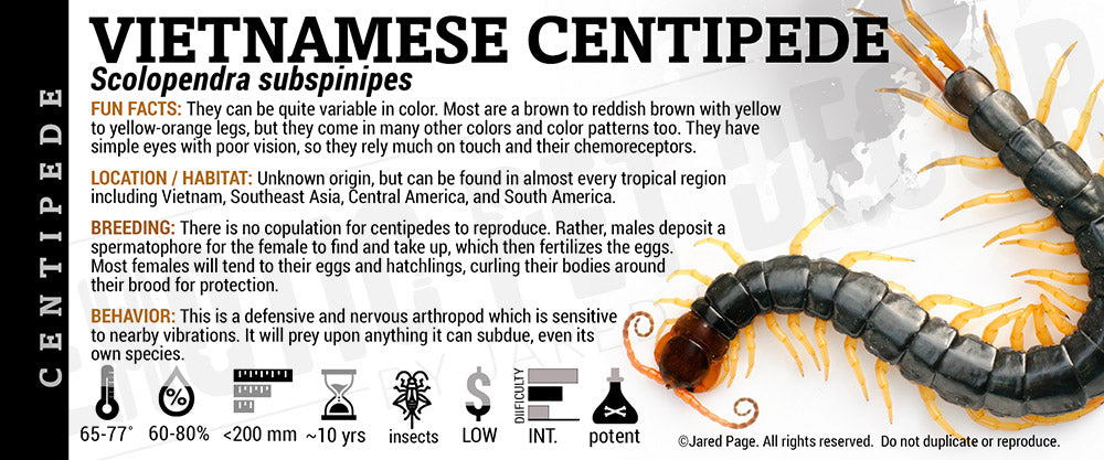 Scolopendra subspinipes 'Vietnamese' Centipede
