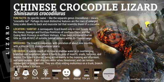 Shinisaurus crocodilurus 'Chinese' Crocodile Lizard