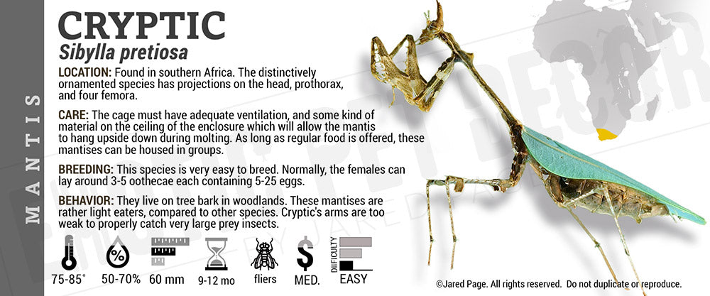 Sibylla pretiosa 'Cryptic' Mantis