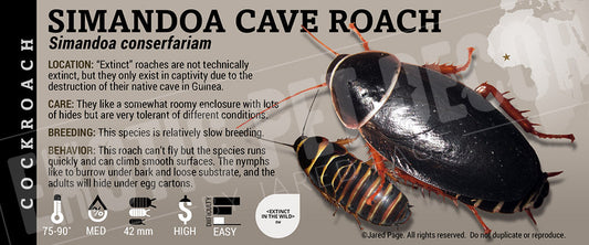 Simandoa conserfariam 'Simandoa Cave' Roach