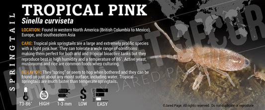 Sinella curviseta 'Pink' Springtail