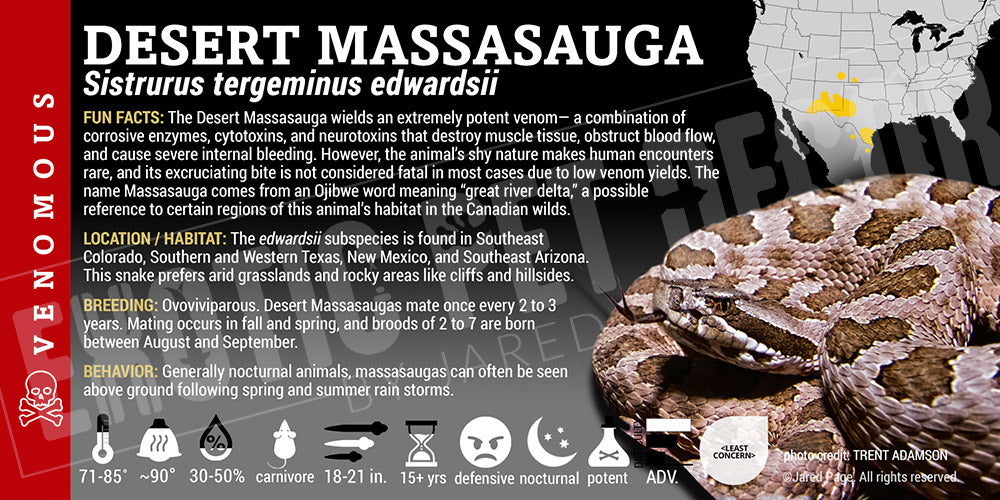 Sistrurus tergeminus edwardsii 'Desert Masasauga' Rattlesnake