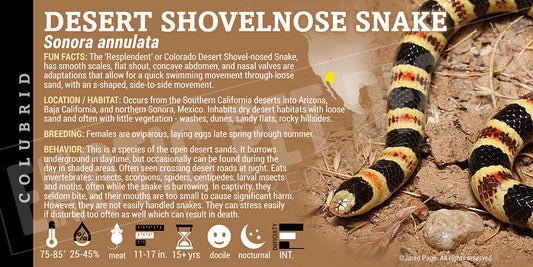 Sonora annulata 'Colorado Desert Shovelnose' Snake