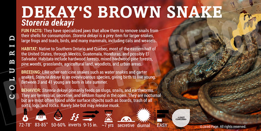 Storeria dekayi 'Dekay's Brown' Snake