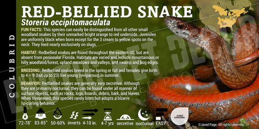 Storeria occipitomaculata 'Red Bellied' Snake