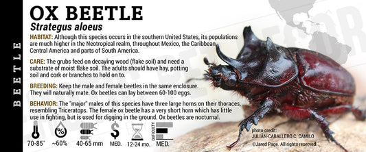 Strategus aloeus 'Ox' Beetle