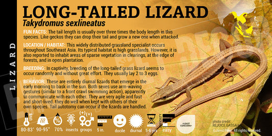 Takydromus sexlineatus 'Longtail' Lizard