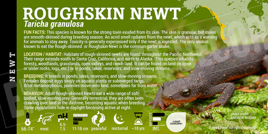 Taricha granulosa 'Rough Skinned Newt'
