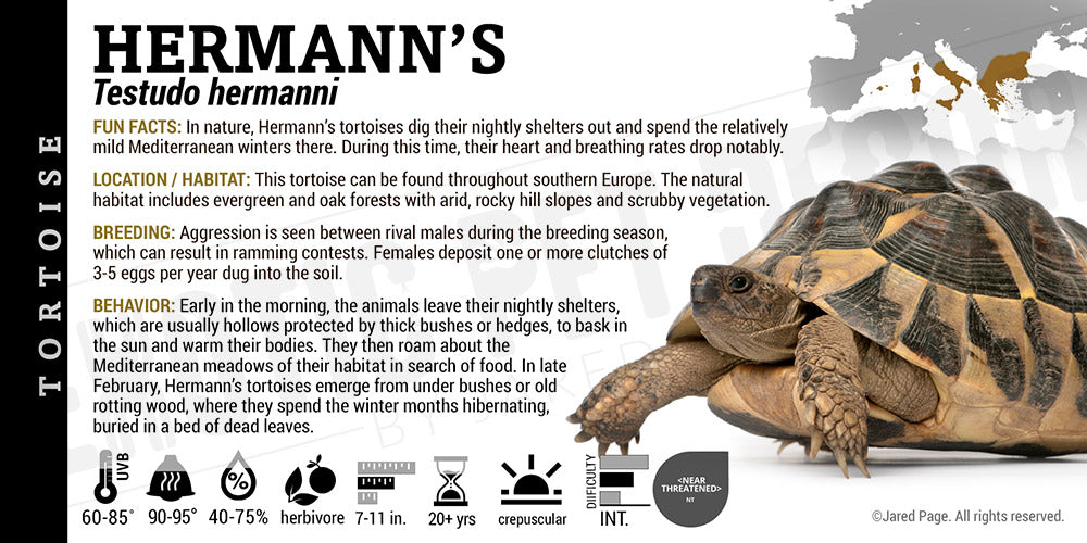 Testudo hermanni 'Hermann's' Tortoise