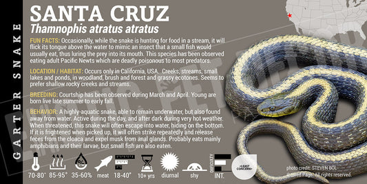 Thamnophis atratus atratus 'Santa Cruz Garter' Snake