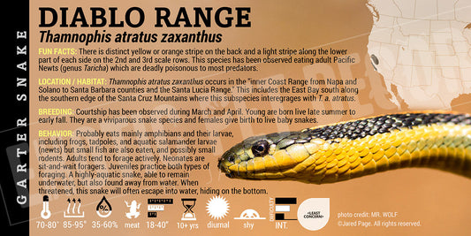 Thamnophis atratus zaxanthus 'Diablo Range Garter' Snake